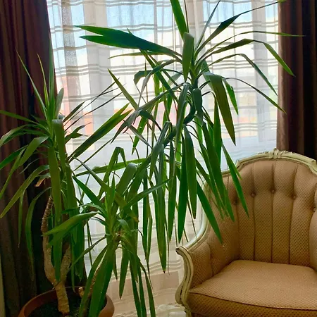 The White House Otel Filibe