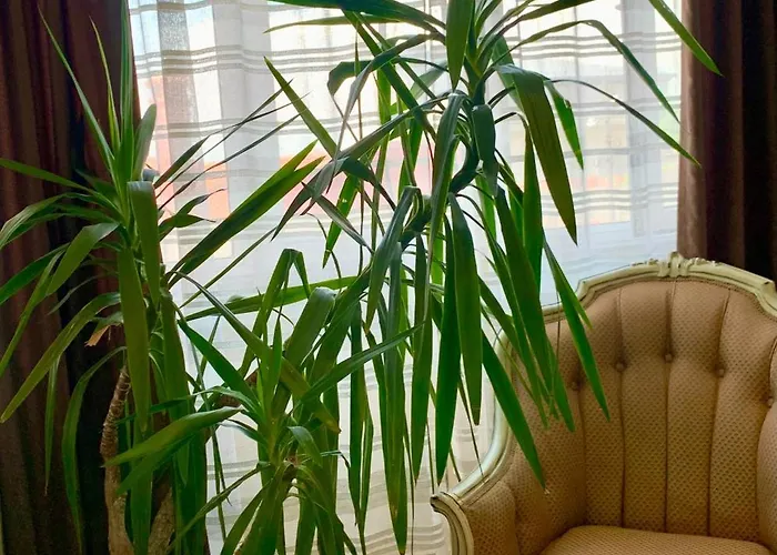 The White House 게스트하우스 플로브디프